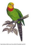 (image for) RSBL Parakeet Barrabands